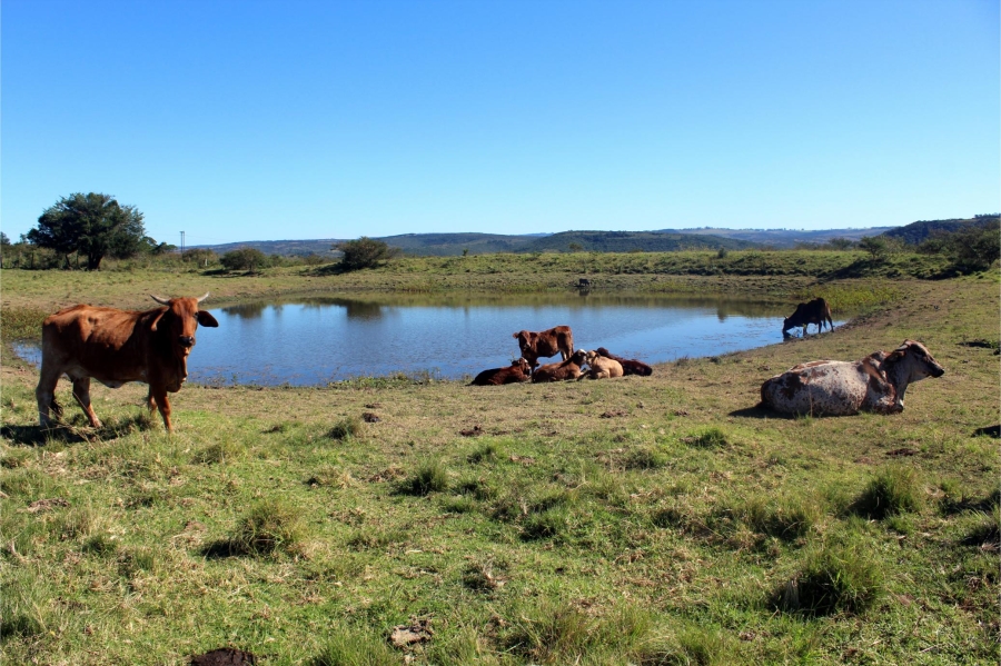 5 Bedroom Property for Sale in Mooiplaas Eastern Cape